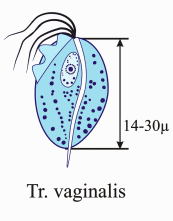 Tr.vaginalis